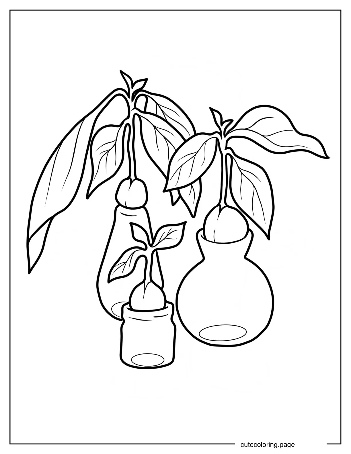 Sprouting Avocado Seeds On Glass Bottles coloring page