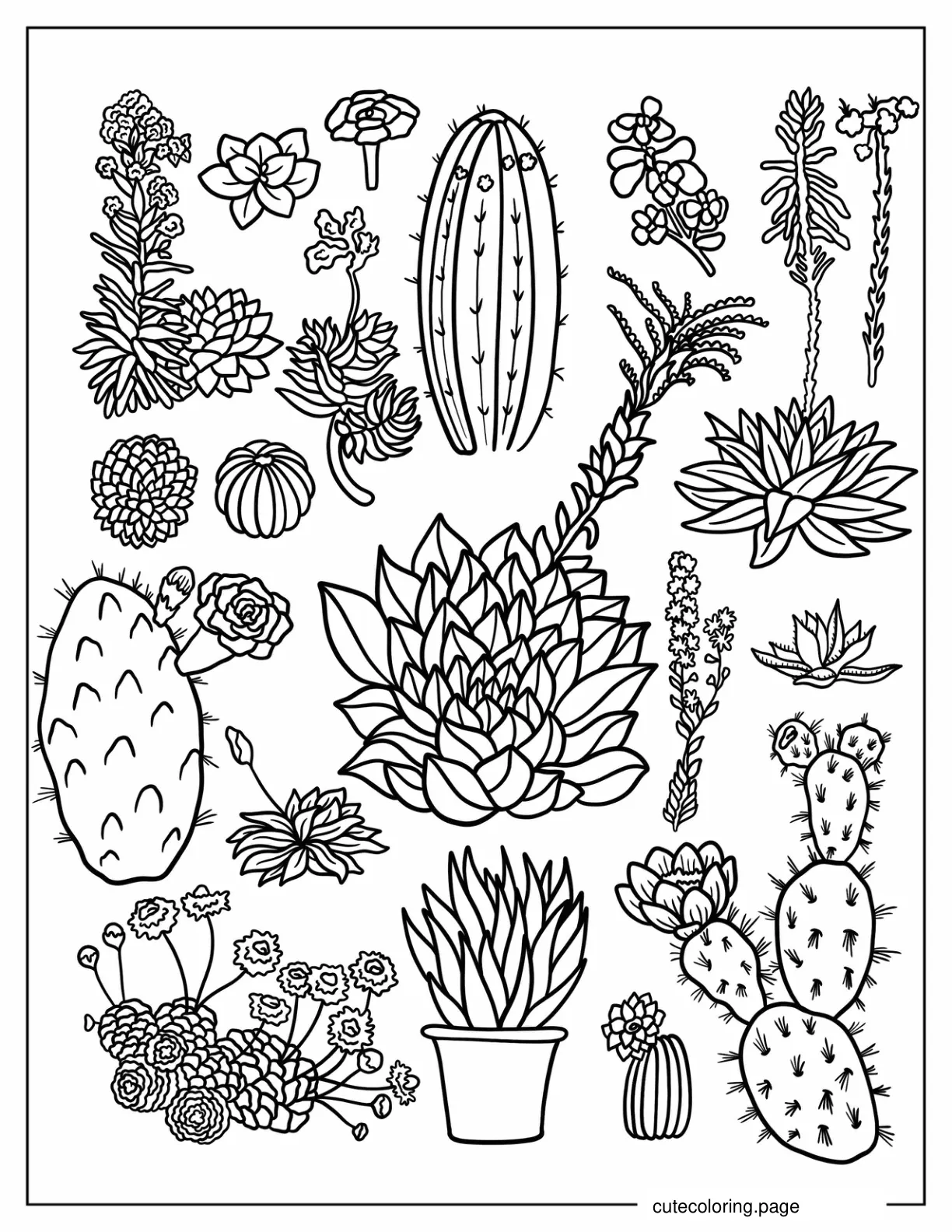 Several Types Of Succulents Coloring Page coloring page